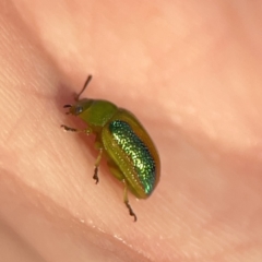 Calomela parilis (Leaf beetle) at Ainslie, ACT - 29 Sep 2023 by Hejor1