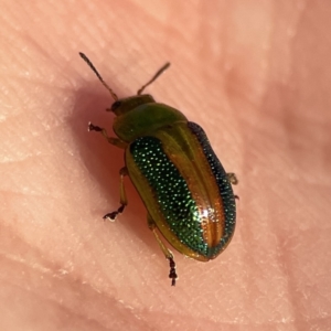 Calomela parilis at Ainslie, ACT - 29 Sep 2023 05:16 PM