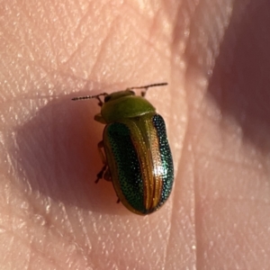 Calomela parilis at Ainslie, ACT - 29 Sep 2023 05:16 PM