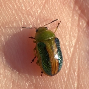 Calomela parilis at Ainslie, ACT - 29 Sep 2023 05:16 PM