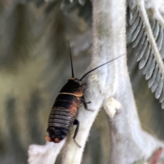 Ellipsidion australe (Austral Ellipsidion cockroach) at Mount Ainslie - 29 Sep 2023 by Hejor1