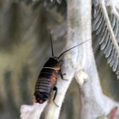 Ellipsidion australe (Austral Ellipsidion cockroach) at Ainslie, ACT - 29 Sep 2023 by Hejor1
