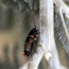 Ellipsidion australe at Ainslie, ACT - 29 Sep 2023 05:11 PM