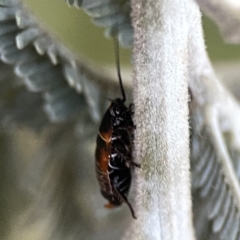 Ellipsidion australe at Ainslie, ACT - 29 Sep 2023