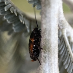 Ellipsidion australe at Ainslie, ACT - 29 Sep 2023 05:11 PM