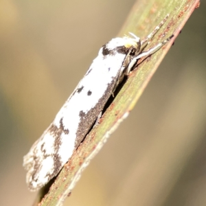 Philobota lysizona at Ainslie, ACT - 29 Sep 2023 05:02 PM