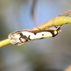 Philobota lysizona at Ainslie, ACT - 29 Sep 2023