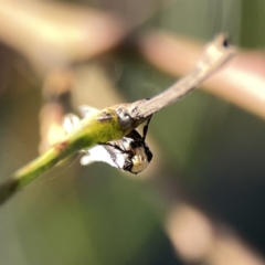 Philobota lysizona at Ainslie, ACT - 29 Sep 2023 05:02 PM