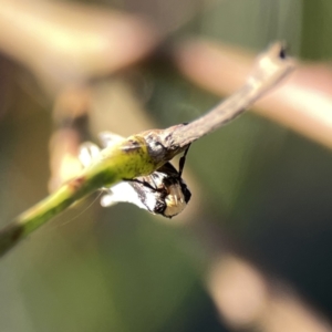 Philobota lysizona at Ainslie, ACT - 29 Sep 2023