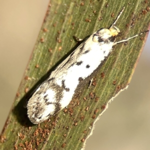 Philobota lysizona at Ainslie, ACT - 29 Sep 2023