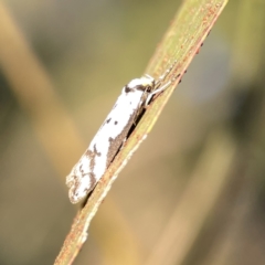 Philobota lysizona at Ainslie, ACT - 29 Sep 2023