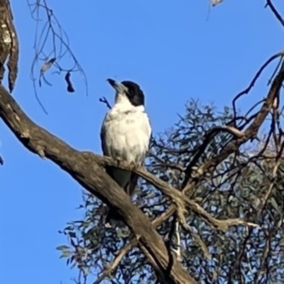 Cracticus torquatus (Grey Butcherbird) at Ainslie, ACT - 29 Sep 2023 by Hejor1