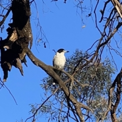 Cracticus torquatus at Ainslie, ACT - 29 Sep 2023