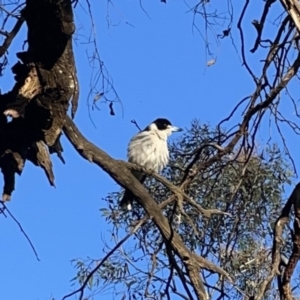 Cracticus torquatus at Ainslie, ACT - 29 Sep 2023