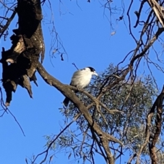 Cracticus torquatus at Ainslie, ACT - 29 Sep 2023