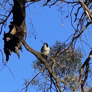 Cracticus torquatus at Ainslie, ACT - 29 Sep 2023