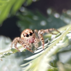 Opisthoncus serratofasciatus (Chevronned jumper) at Corroboree Park - 29 Sep 2023 by Hejor1