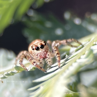 Opisthoncus serratofasciatus (Chevronned jumper) at Corroboree Park - 29 Sep 2023 by Hejor1