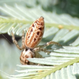 Opisthoncus serratofasciatus at Ainslie, ACT - 29 Sep 2023