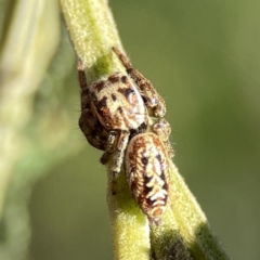 Opisthoncus serratofasciatus at Ainslie, ACT - 29 Sep 2023