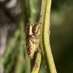 Opisthoncus serratofasciatus at Ainslie, ACT - 29 Sep 2023