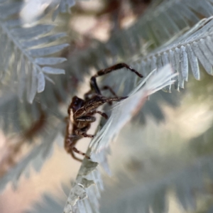 Sandalodes sp. (genus) at Ainslie, ACT - 29 Sep 2023