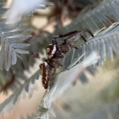 Sandalodes sp. (genus) at Ainslie, ACT - 29 Sep 2023