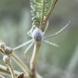 Lehtinelagia prasina at Ainslie, ACT - 29 Sep 2023