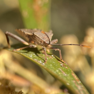 Amorbus sp. (genus) (Eucalyptus Tip bug) at Mount Ainslie - 29 Sep 2023 by Hejor1