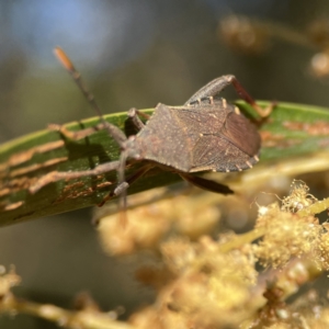 Amorbus sp. (genus) at Ainslie, ACT - 29 Sep 2023 04:29 PM