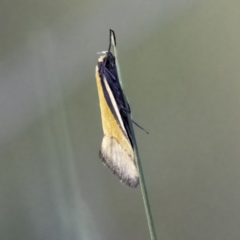 Philobota undescribed species near arabella (A concealer moth) at Higgins Woodland - 29 Sep 2023 by Untidy