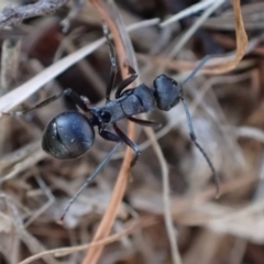 Polyrhachis phryne (A spiny ant) at Murrumbateman, NSW - 29 Sep 2023 by SimoneC