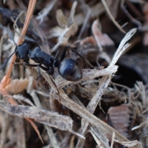 Polyrhachis phryne at Murrumbateman, NSW - 29 Sep 2023 04:30 PM