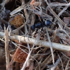 Polyrhachis phryne at Murrumbateman, NSW - 29 Sep 2023
