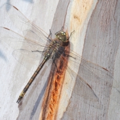 Anax papuensis (Australian Emperor) at Bobundara, NSW - 27 Sep 2023 by Harrisi