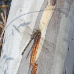 Anax papuensis at Bobundara Nature Reserve - 27 Sep 2023