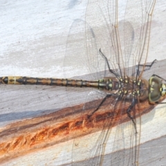 Anax papuensis at Bobundara Nature Reserve - 27 Sep 2023