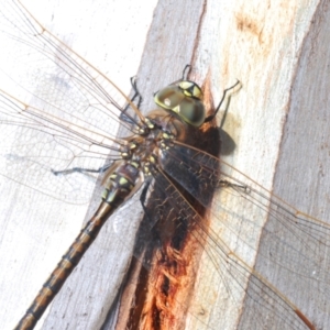 Anax papuensis at Bobundara Nature Reserve - 27 Sep 2023 05:24 PM