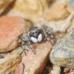 Euophryinae sp.(Undescribed) (subfamily) at Merriangaah, NSW - 27 Sep 2023