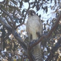 Falco berigora (Brown Falcon) at Lions Youth Haven - Westwood Farm A.C.T. - 29 Sep 2023 by HelenCross