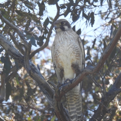 Falco berigora (Brown Falcon) at Lions Youth Haven - Westwood Farm A.C.T. - 29 Sep 2023 by HelenCross