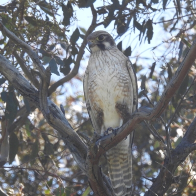 Falco berigora (Brown Falcon) at Tuggeranong, ACT - 29 Sep 2023 by HelenCross