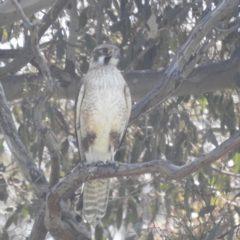 Falco berigora at Tuggeranong, ACT - 29 Sep 2023