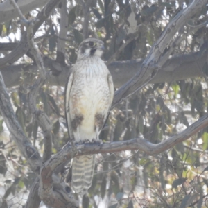 Falco berigora at Tuggeranong, ACT - 29 Sep 2023