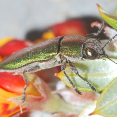 Melobasis propinqua (Propinqua jewel beetle) at Bombala, NSW - 29 Sep 2023 by Harrisi
