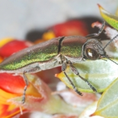 Melobasis propinqua (Propinqua jewel beetle) at Endeavour Reserve (Bombala) - 28 Sep 2023 by Harrisi