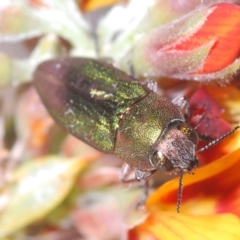 Melobasis propinqua at Bombala, NSW - 29 Sep 2023 12:44 AM