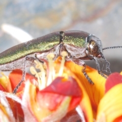 Melobasis propinqua at Bombala, NSW - 29 Sep 2023