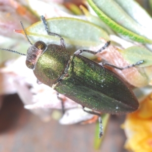 Melobasis propinqua at Bombala, NSW - 29 Sep 2023