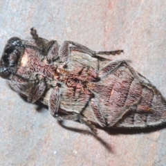 Melobasis propinqua at Bombala, NSW - 29 Sep 2023